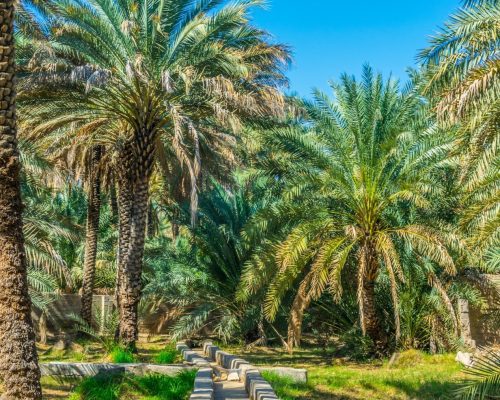 Al-Ain-City-Tour-Al_Ain oasis_x1232