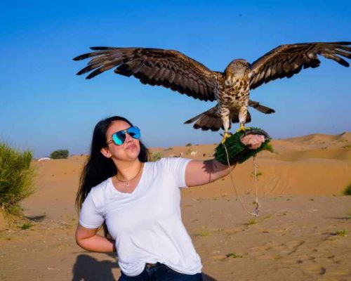 sunrise-desert-safari-arabian-falcon